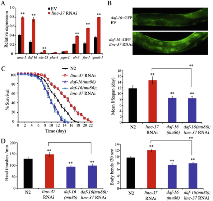 figure 26