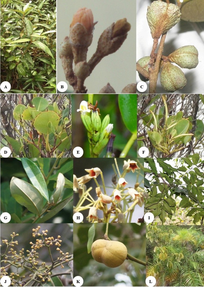 Current Understanding of the Mangrove Forests of India | SpringerLink