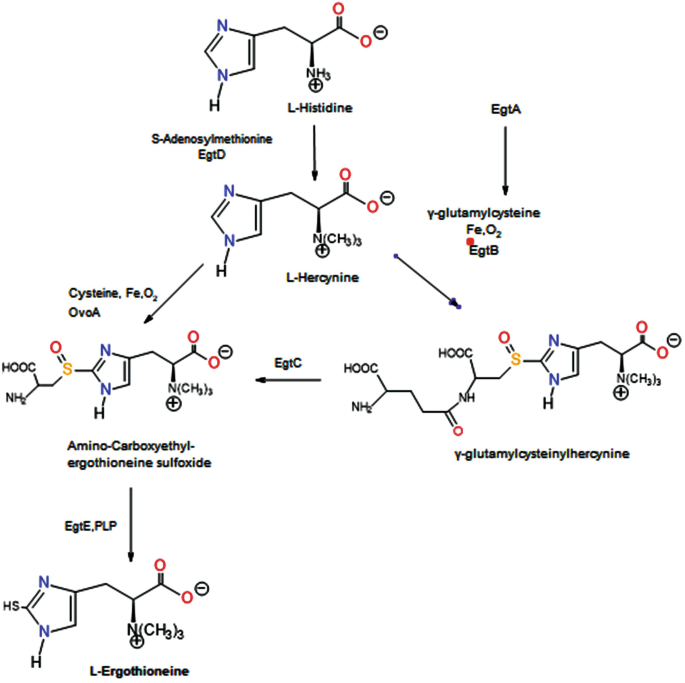 mushrooms a rich source of the antioxidants ergothioneine and glutathione L-Ergothioneine: A Potential Bioactive Compound from Edible Mushrooms