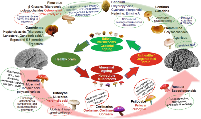 Therapeutic applications of mushrooms and their biomolecules along with a  glimpse of in silico approach in neurodegenerative diseases - ScienceDirect