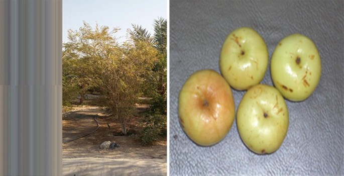 Fruits Of Indian Subcontinent And Their Health Benefits Springerlink