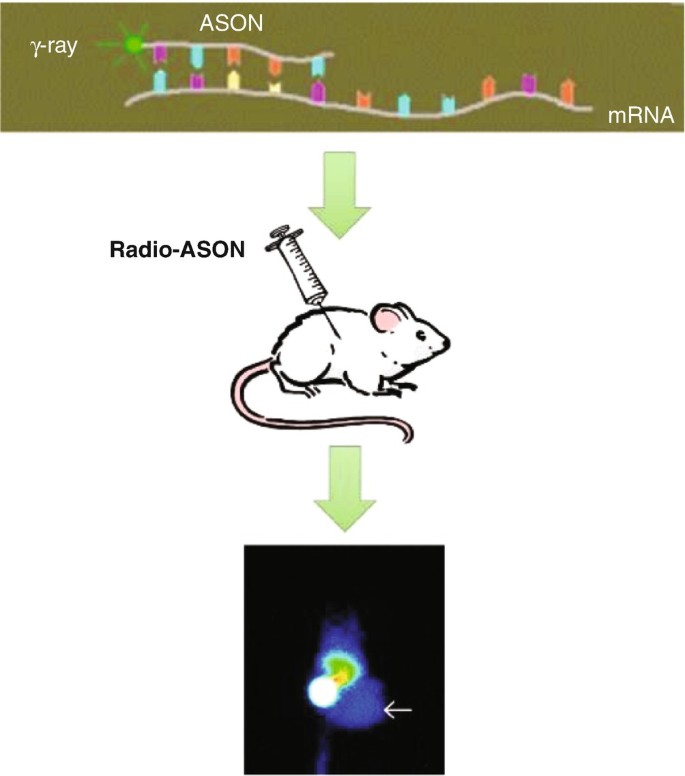 Radionuclide Gene and Reporter Gene Imaging | SpringerLink Radionuclide Gene and Reporter Gene Imaging | SpringerLink