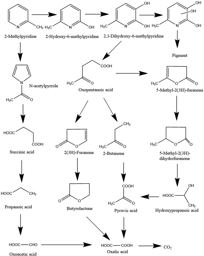 Mechanistic Insights into Pyridine Ring Degradation Catalyzed by  2,5-Dihydroxypyridine Dioxygenase NicX