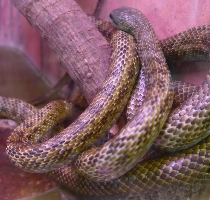How Snakes Slither - ABDO