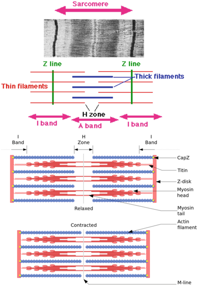 Borderline/TPL, Wiki