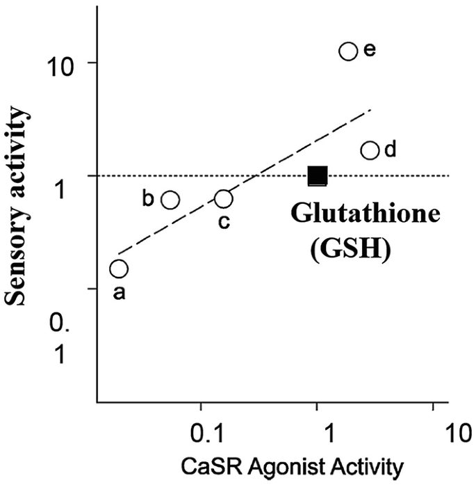 Mechanism of Kokumi Substance Perception: Role of Calcium-Sensing Receptor  (CaSR) in Perceiving Kokumi Substances | Springer Nature Link