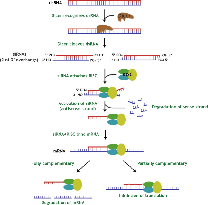 Post-transcriptional Gene Silencing as a Tool for Controlling Viruses in  Plants | Springer Nature Link