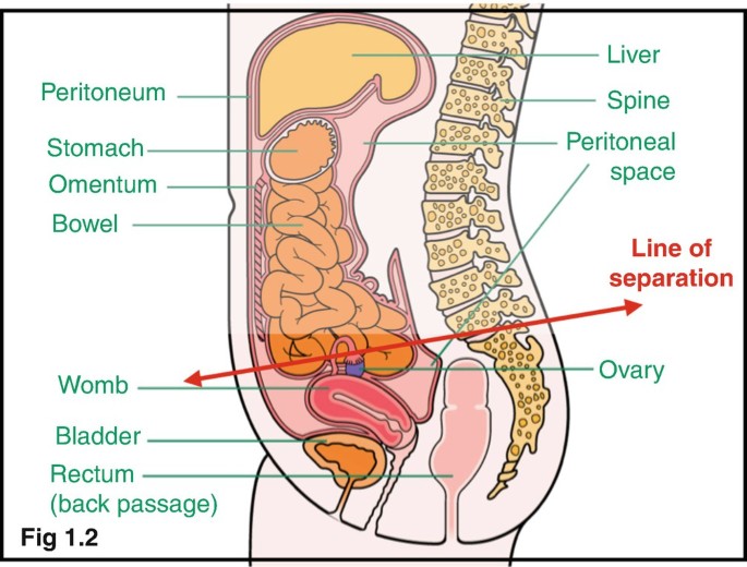 Pelvic Organs | SpringerLink