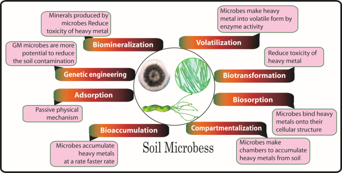I. Introduction to Harnessing Soil Microorganisms for Sustainable Agriculture