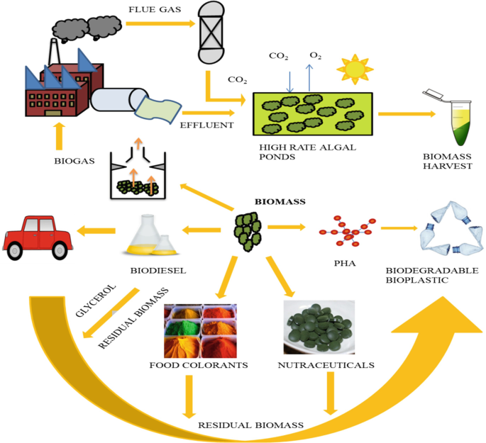 Current application of algae derivatives for bioplastic production: A  review - ScienceDirect