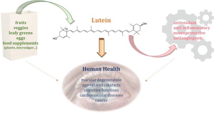 Microalgae Nutraceuticals: The Role of Lutein in Human Health | SpringerLink