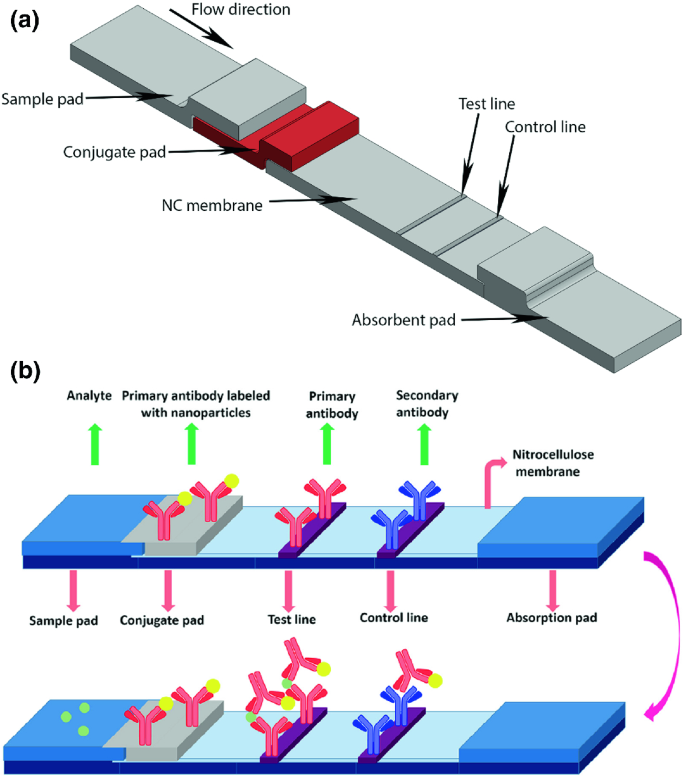 Fluid Transport Mechanisms in Paper-Based Microfluidic Devices