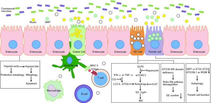 Full article: Interactions of Autophagy and the Immune System in Health and  Diseases