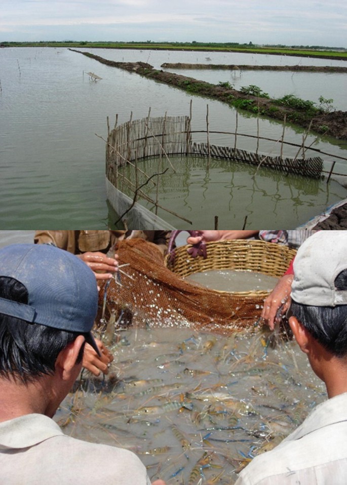The top photograph is of the curved pen culture enclosure, and the bottom photograph is of a shrimp filled net held by the farmers.