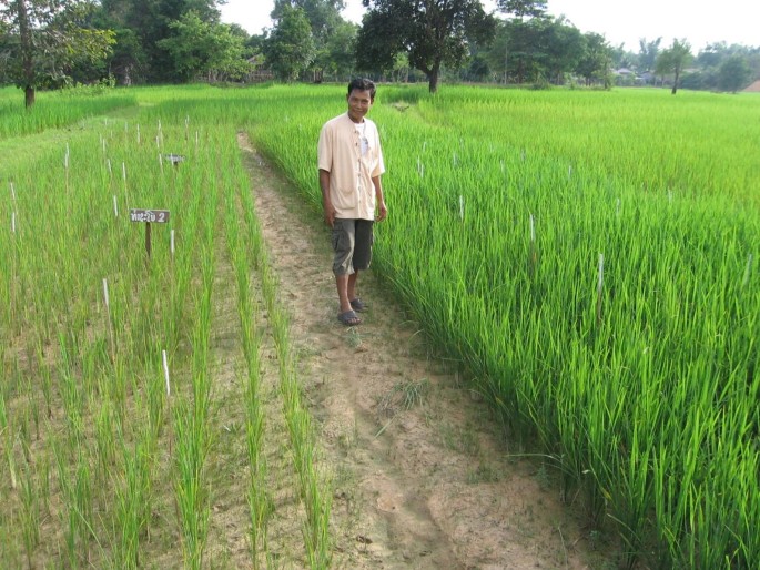 A photo of a person standing on the paddy field, with several trees in his background.