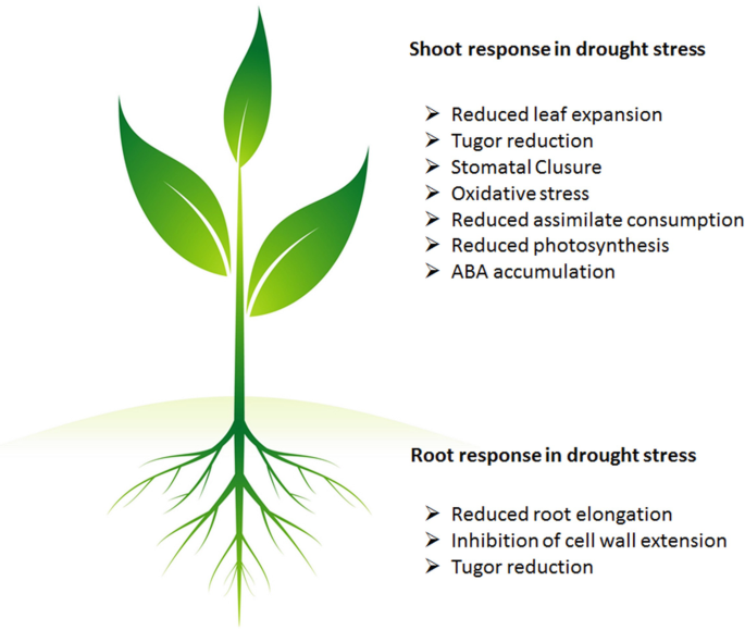Effect of Drought Stress on Crop Production