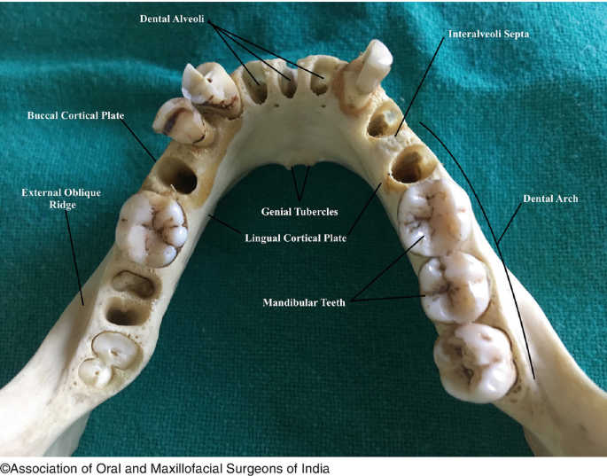 alveolar arch