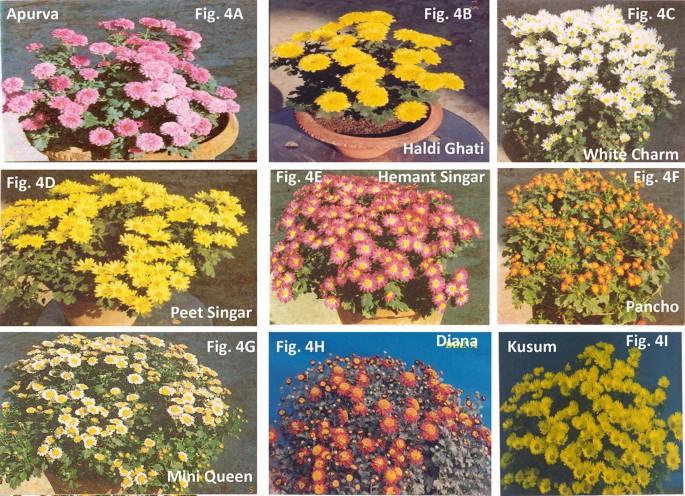 1pc Chrysanthemum Daisy Flowers Print Auto Lenkradbezug - Temu Austria