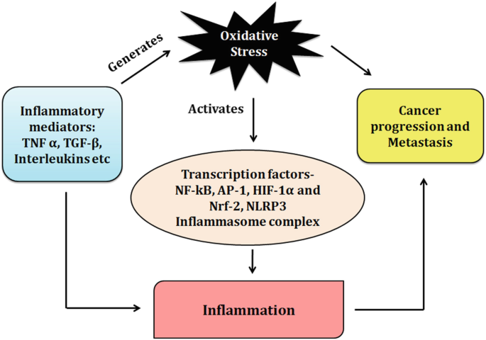 Oxidative Stress and Inflammation Can Fuel Cancer | SpringerLink