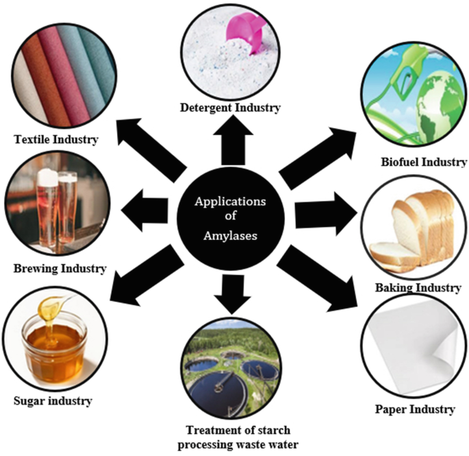 Extremophilic Amylases: Microbial Production and Applications | SpringerLink