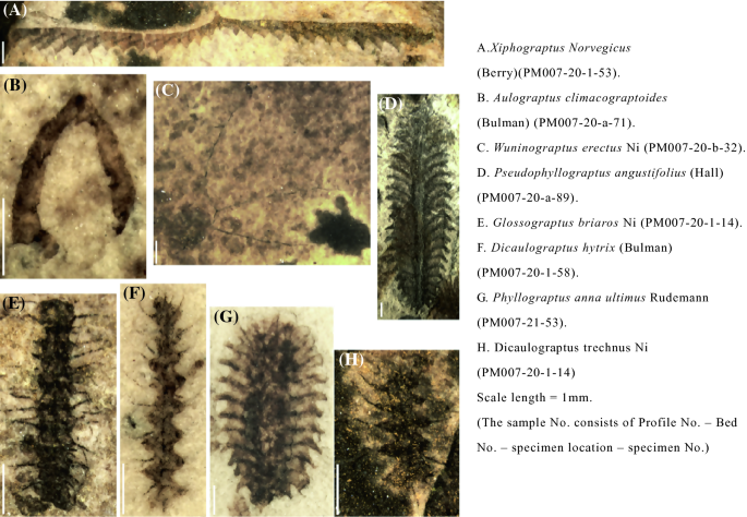 figure 38