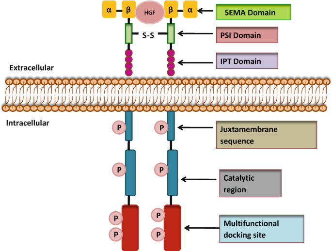 dihexa cancer risk hgf c-met Anti-cancer therapeutic strategies based on HGF/MET, EpCAM, and tumor-stromal  cross talk | Cancer Cell International main image 1