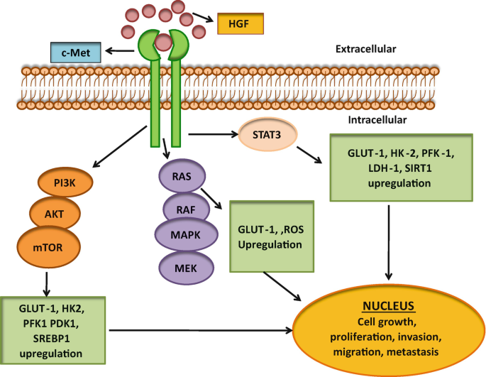 Role of c-Met/HGF Axis in Altered Cancer Metabolism | SpringerLink