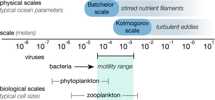 A) The normal circular trajectory of a sea urchin sperm is