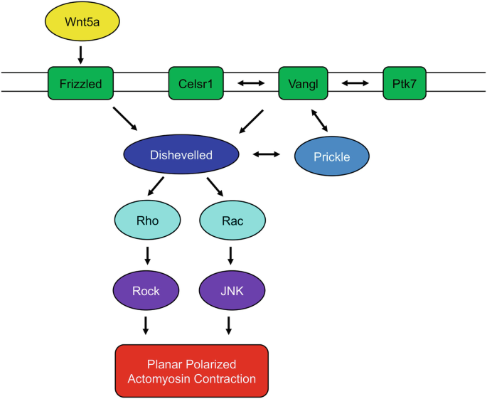 Pathogenesis of neural tube defects: The regulation and disruption of  cellular processes underlying neural tube closure - Engelhardt - 2022 -  WIREs Mechanisms of Disease - Wiley Online Library