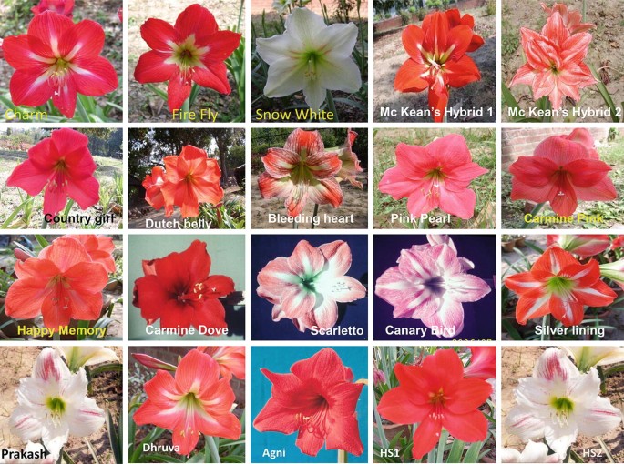Amaryllis/Hippeastrum | Springer Nature Link
