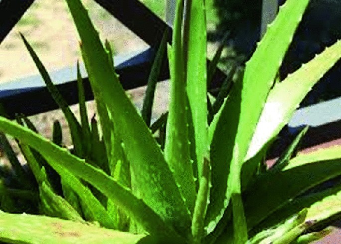 A Study on Investigation of Tensile Properties of Aloe vera Fiber  Reinforced Epoxy Composites | Springer Nature Link