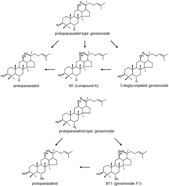 Chemical structures of ginsenoside F1 and its α-glycosylated F1(G1-F1).