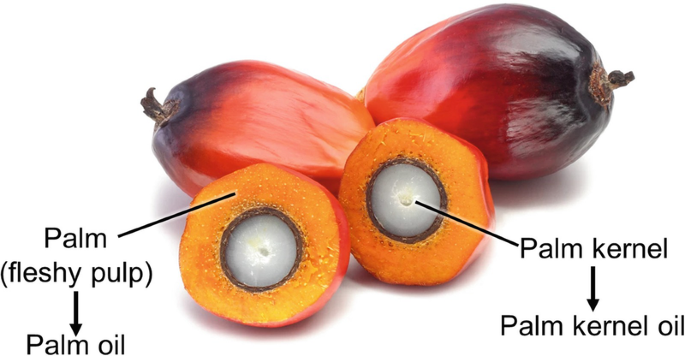 What Is Palm Kernel Oil? - The Coconut Mama