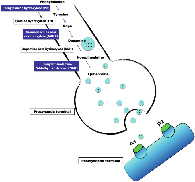 dihexa dopamine What is Dopamine?