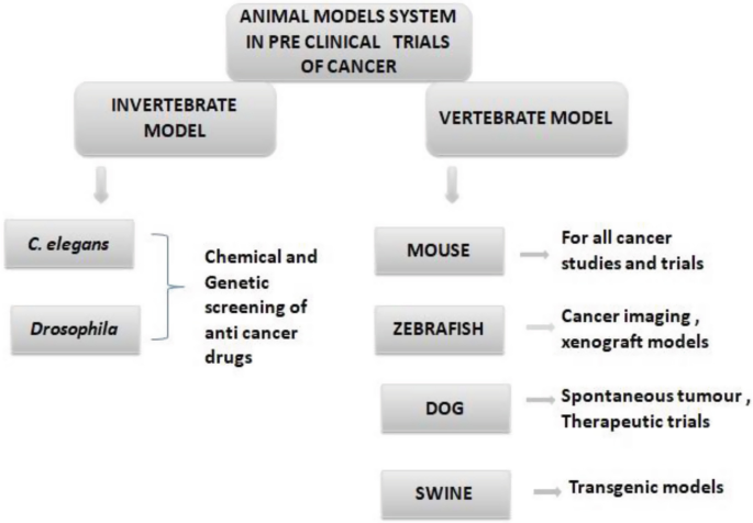 Animal Models Systems of Cancer for Preclinical Trials | SpringerLink