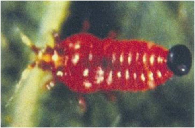 Thrips – one of most feared and widespread sap-sucking pests