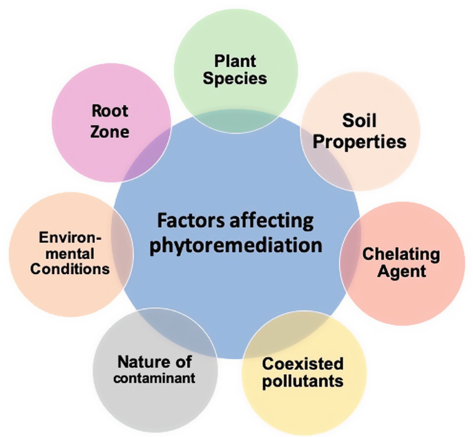Phytoremediation potential evaluation of three rhubarb species and