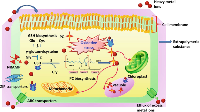 igf 1 lr3 peptide purchase Ready to Buy LR3 IGF 1? Here is What to Look For