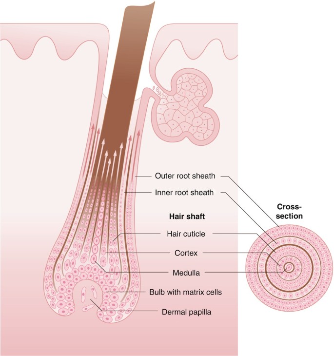 Laser Hair Removal | SpringerLink Laser Hair Removal | SpringerLink
