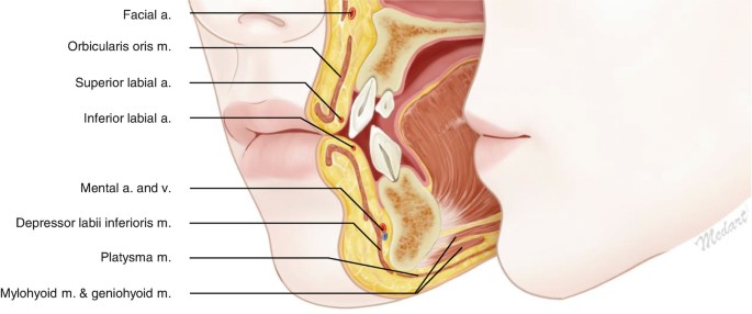 Correctly label the following anatomical features of the tongue.