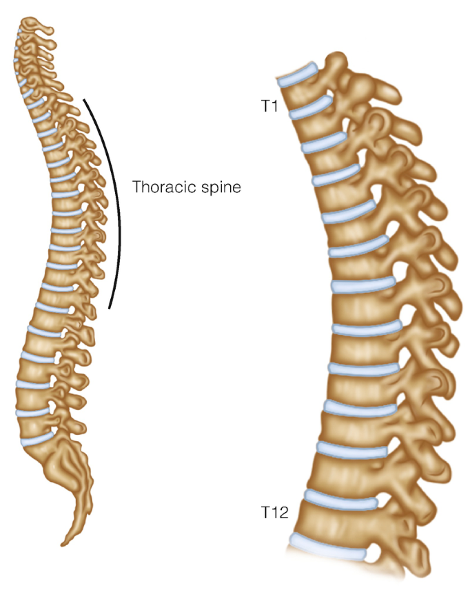 Anatomical Considerations of the Thoracic Spine