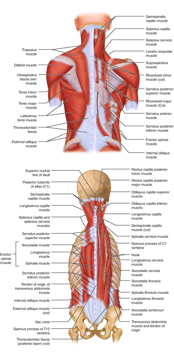Anatomical Considerations of the Thoracic Spine