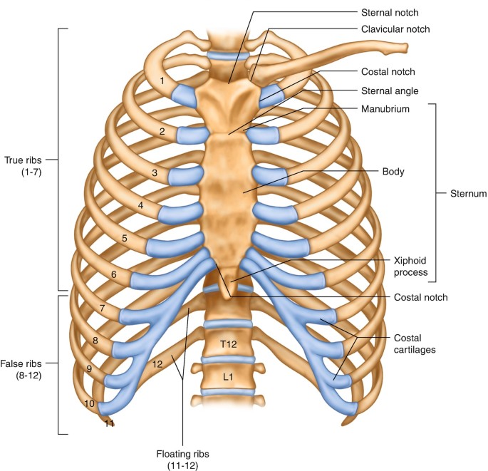 Thoracic Vertebrae (Thoracic Spine) – Anatomy & Labeled Diagram