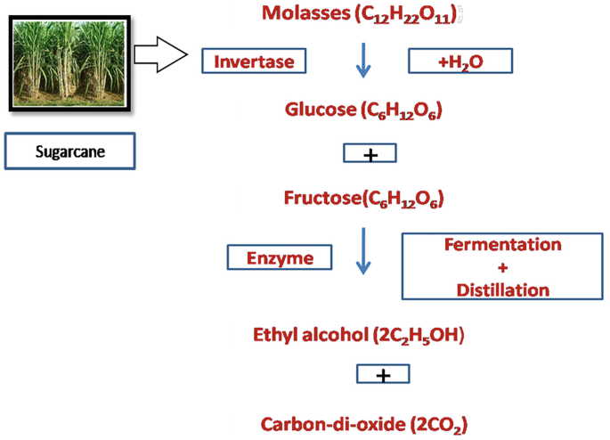 What Is Sugar Cane Used For