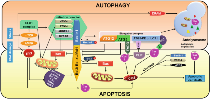 Autophagy: An Agonist and Antagonist with an Interlink of Apoptosis in  Cancer | SpringerLink