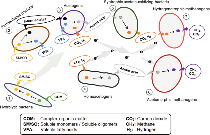 Effect of magnetite addition on transcriptional profiles of syntrophic  Bacteria and Archaea during anaerobic digestion of propionate in wastewater  sludge - Dyksma - 2022 - Environmental Microbiology Reports - Wiley Online  Library