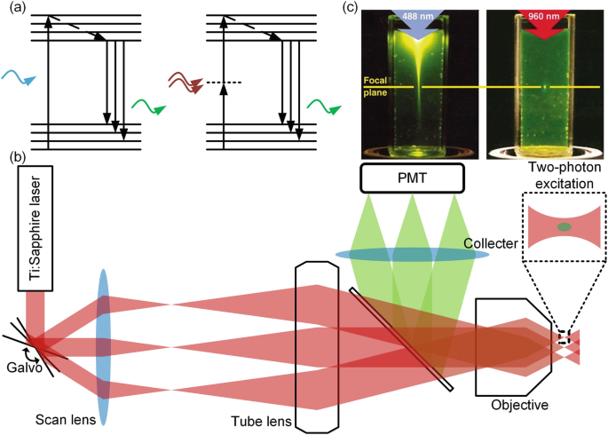 Two-Photon Fluorescence Imaging | SpringerLink