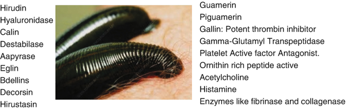 Biopharm (UK) which breeds European Medicinal Leeches with manager