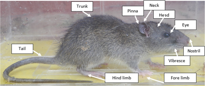 Rodents | SpringerLink