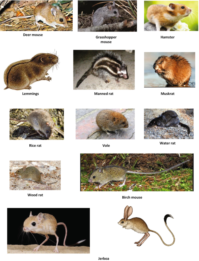 Lemmings and Chickens. Lemmings Small rodents usually found in the